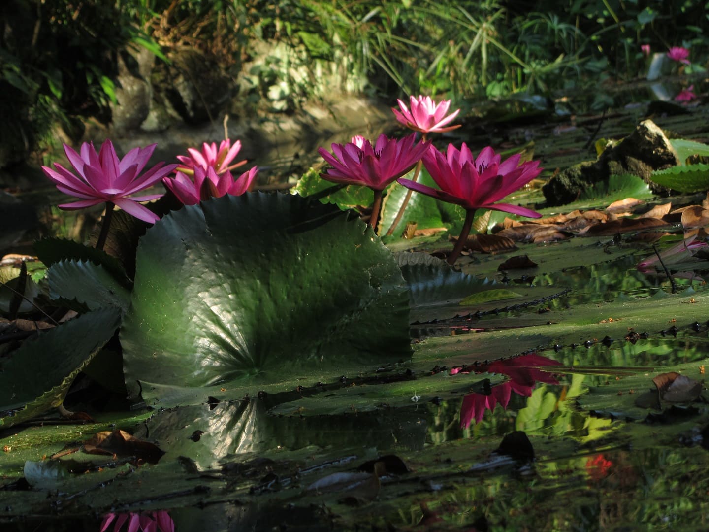 Guilin Botanical Garden