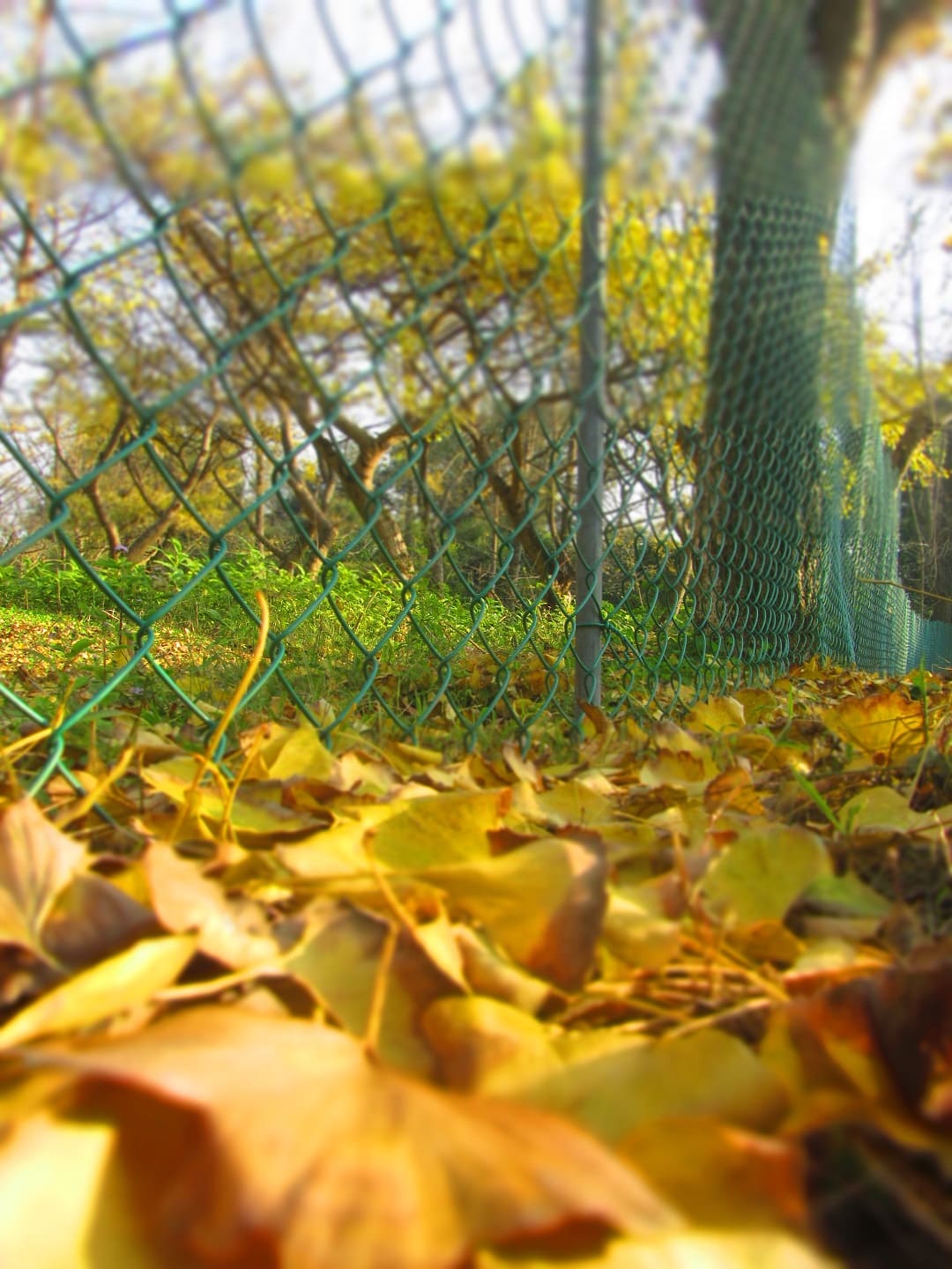 Guilin Botanical Garden